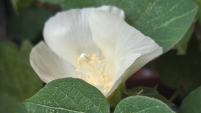 JULIEの輪で繋がった翌朝。ワタの花咲いて
