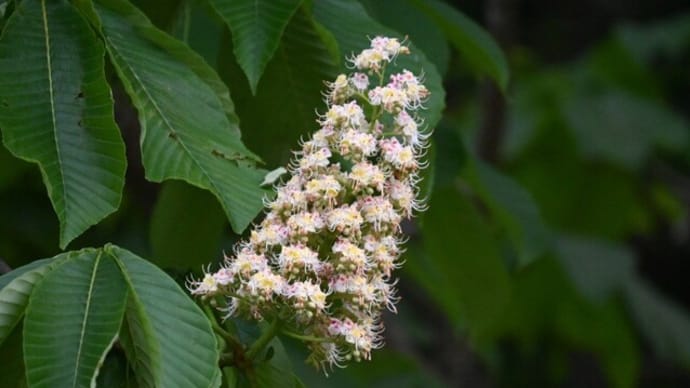 この木なんの木 気になる花