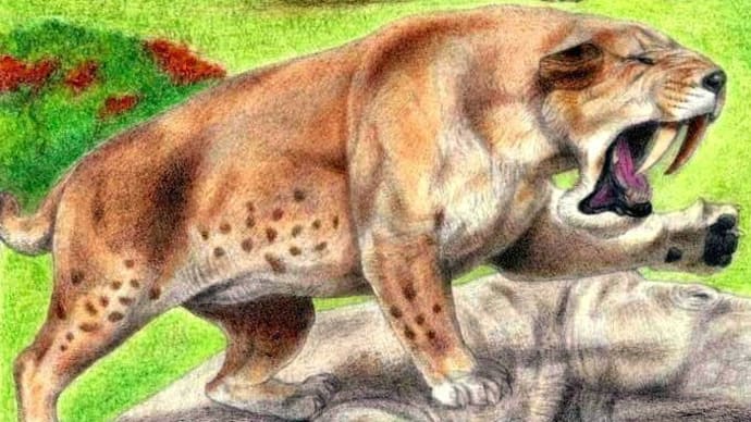 ★暫定 ♦大型ネコ科動物 Big Cats♦ サイズランク★ 2022年改正版 (1位~40位)