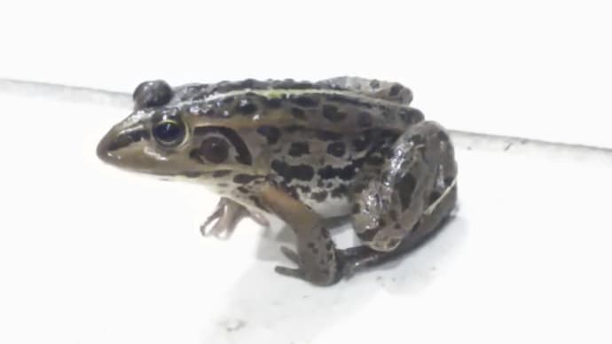 トノサマガエル