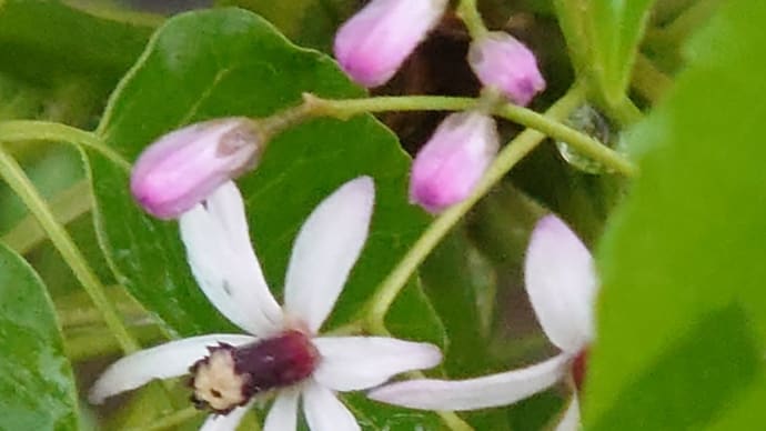 センダンの花開く季節