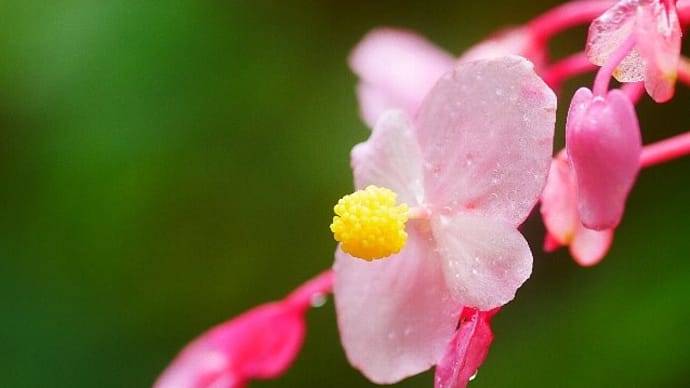 九月の雨に濡れて咲く庭の花