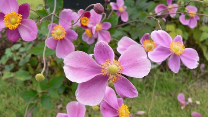 秋の花:秋明菊