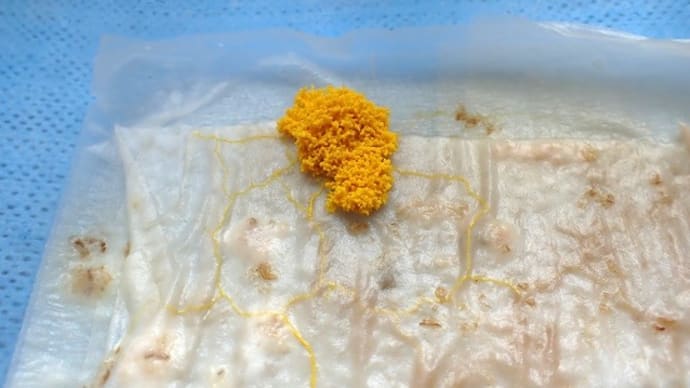 変形菌に異変が!