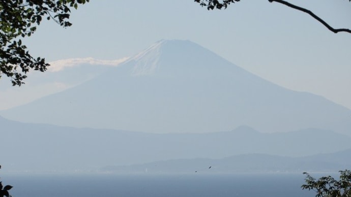 自然の樹が枠に！武山からの富士山