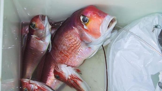 アマダイとホウボウがこの日の釣果でした---------回顧ブログです(2006-1-27掲載の再アップ)