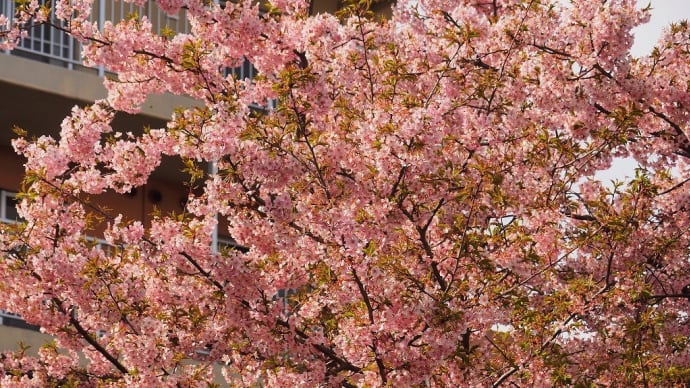 「石田堤史跡公園」の桜