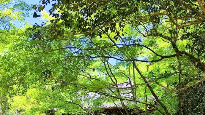 福田和代著「梟の咆哮」