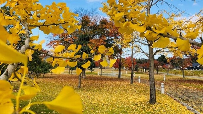 芝生公園で紅葉狩り🍂