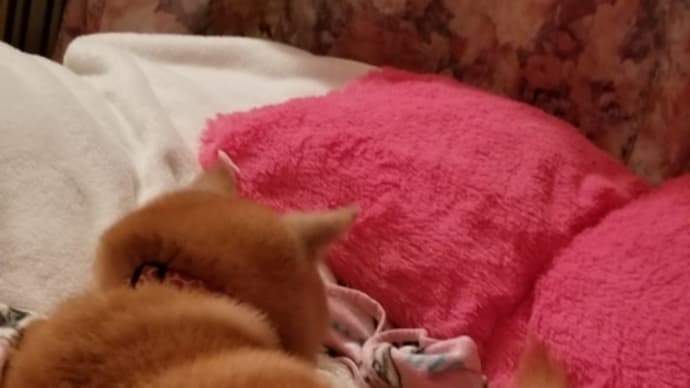 お願いしてみた・・