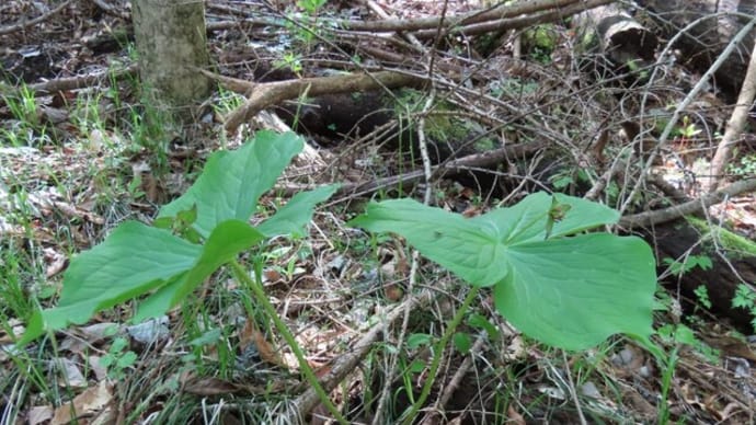 高ボッチ高原・鉢伏山の植物 エンレイソウ(延齢草)