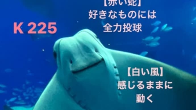 〜マヤ暦 K226 白い世界の橋渡し・白い風・音5〜 まさか多拠点アドレス生活を始めるなんて……