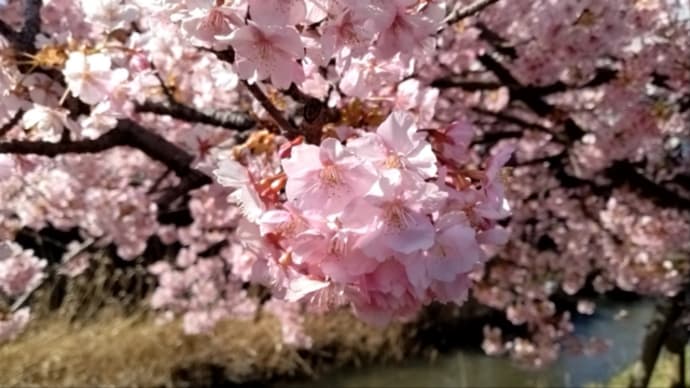 花の前に陣取るのは止めて下さい