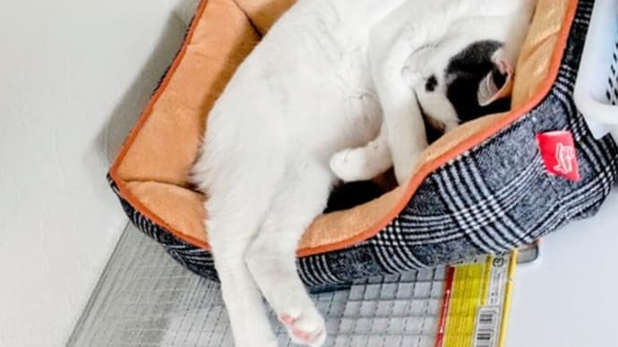 一歩も外に出ない休日