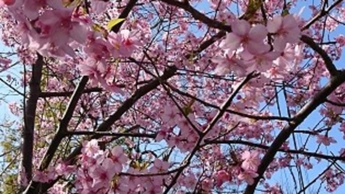 花々も咲き始めて