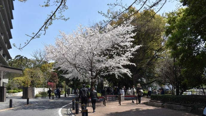さくら狩り 東京都千代田区 千鳥ヶ淵緑道(1)桜のトンネルを抜けて行きます