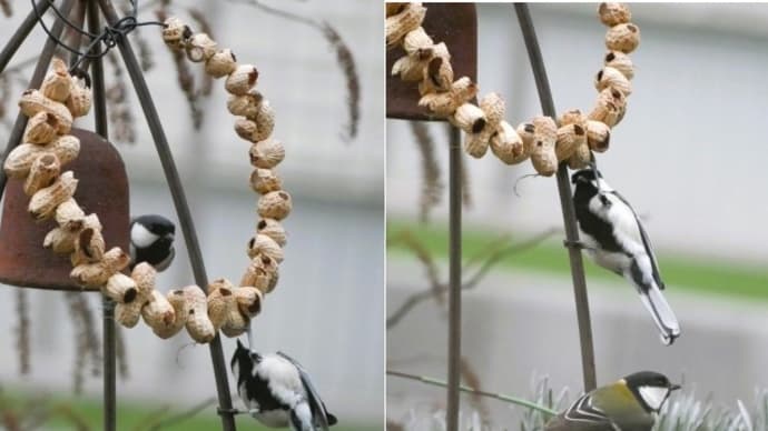 シジュウガラと庭の小花