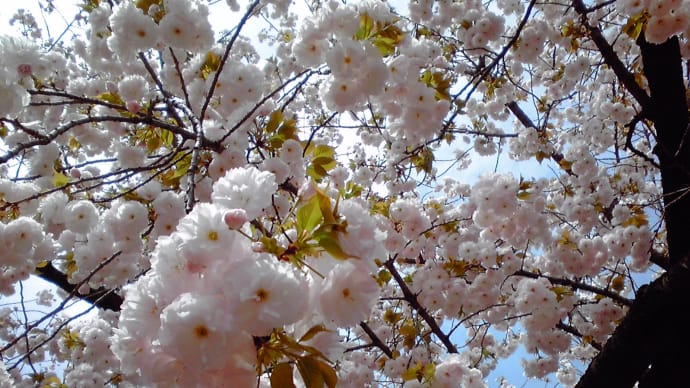 心を癒す桜の通り抜け！！