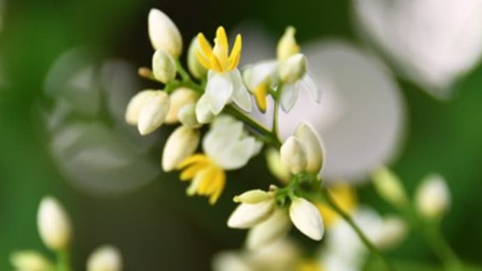 南天の花