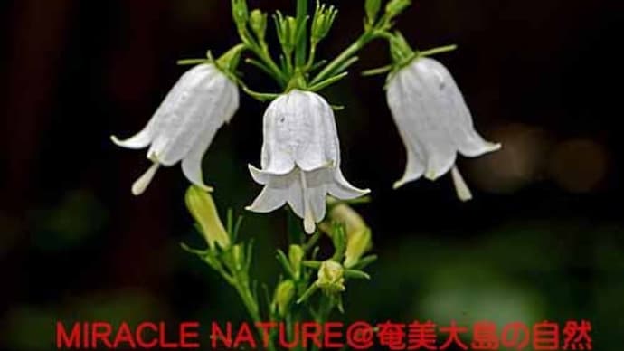 白花のサイヨウシャジン（ナンゴクシャジン）