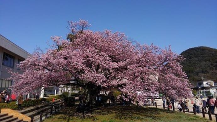 向島小学校の桜
