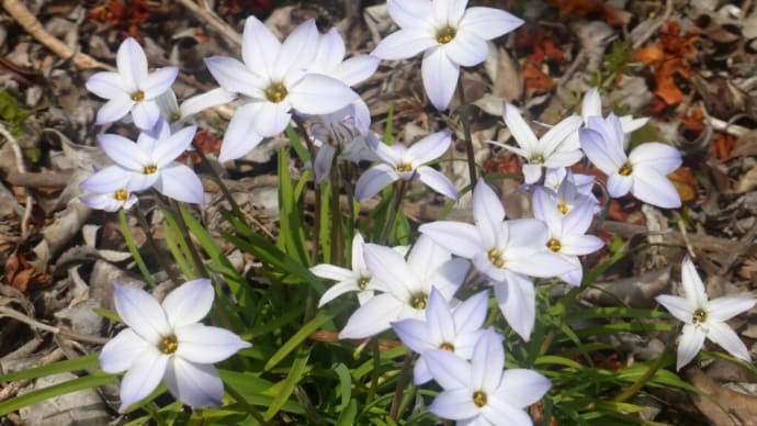 ハナニラも花盛り