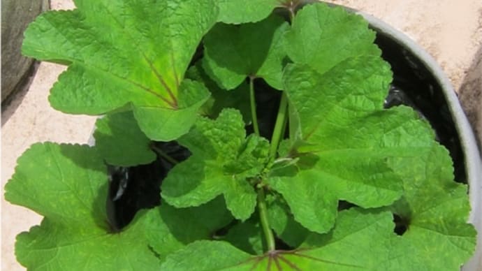 菌ちゃん野菜のオカノリが元気に育っています