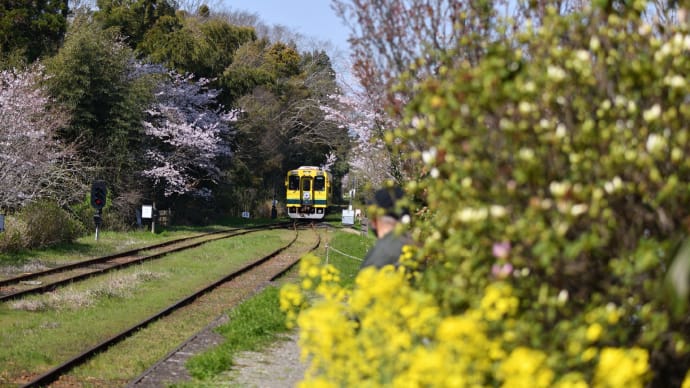 ◆桜と菜の花といすみ鉄道（国吉駅）     