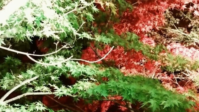 写真 『中野もみじ山 ライトアップ』