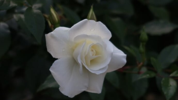 北公園の薔薇③