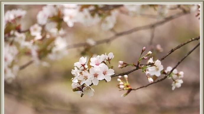 まだ綺麗に咲いている桜（2024.04 Ｎｏ.11）