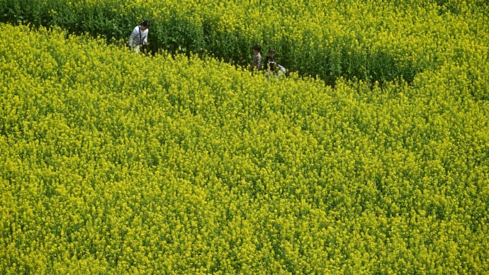 ◆菜の花畑(山武市)