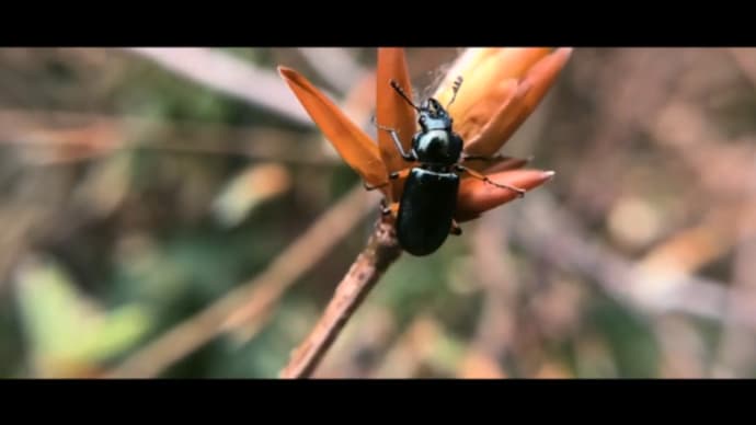 日本一美しいクワガタ「コルリクワガタ」を採集してきました