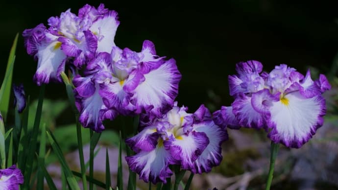 ●卯辰山花菖蒲園（2）　花菖蒲と紫陽花　タイサンボク