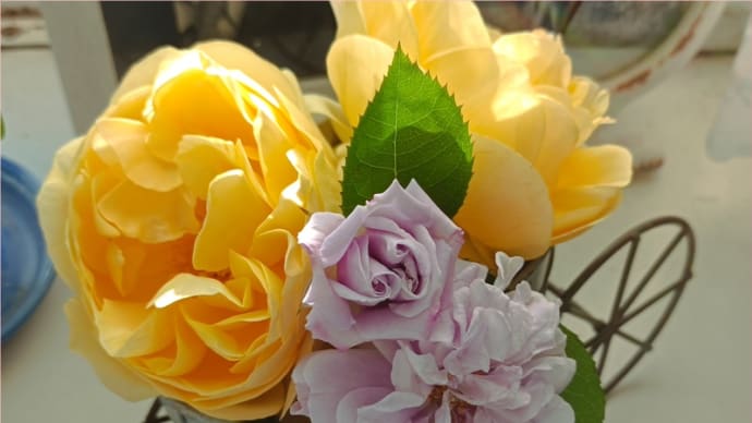 レイニーブルーの挿し芽*ヘビイチゴのススメ
