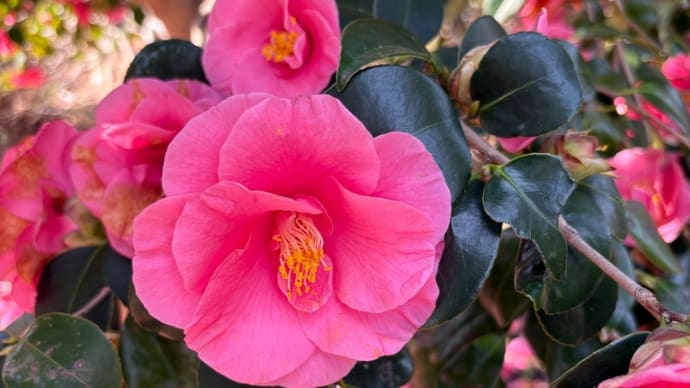 花・椿