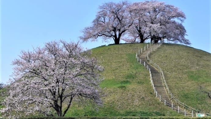 さきたま古墳公園の桜