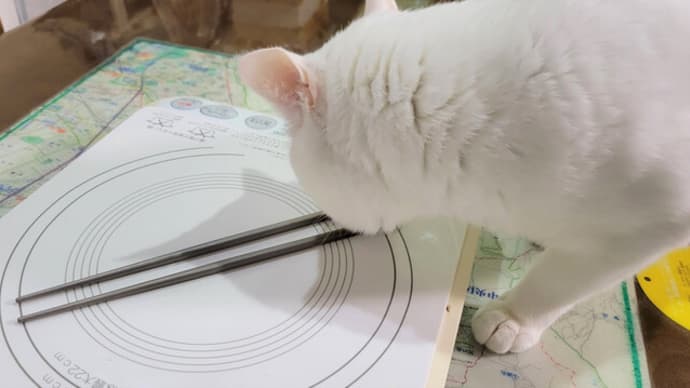 新しいオモチャかにゃ？