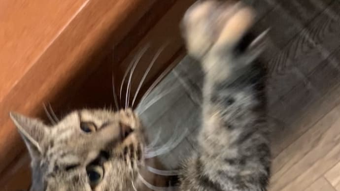 ちゅうるに夢中
