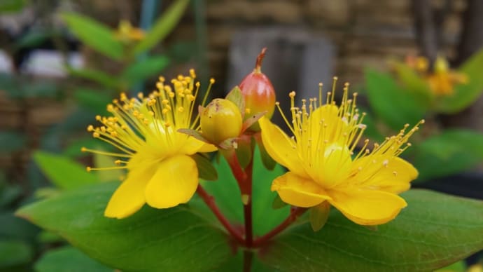 庭の花