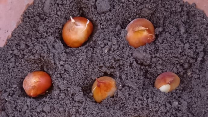 チューリップとフリージアの植え付け 他 20241110