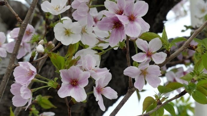 #9340 '25 横浜栄香桜🌸