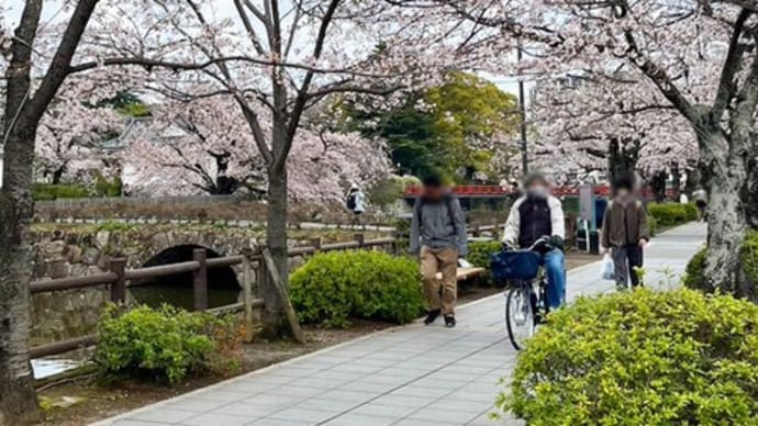 桜で賑わう小田原城と同様、ブリで華やぐ小田原魚市場!