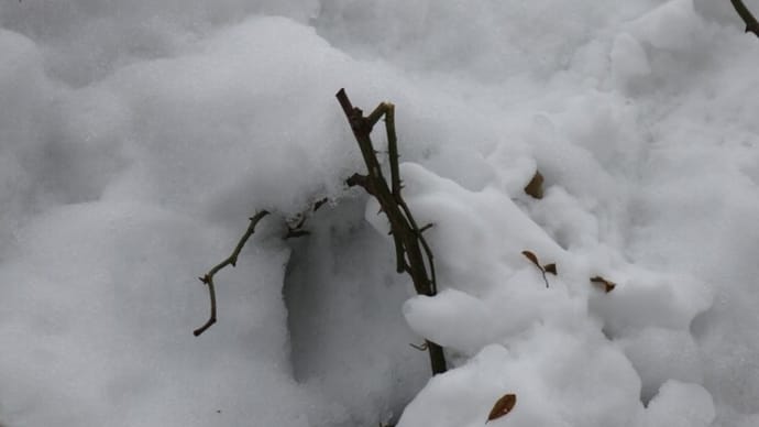 大雪からのダメージ