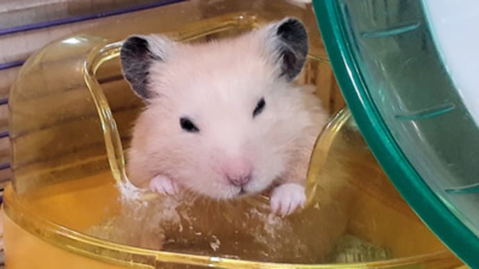 あくび、撮られちゃった