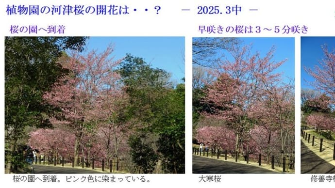 植物園の河津桜の開花は・・? - 2025.3中 -