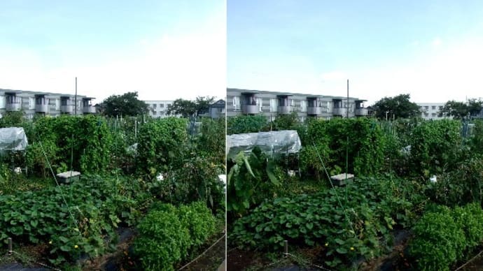 8月の農園