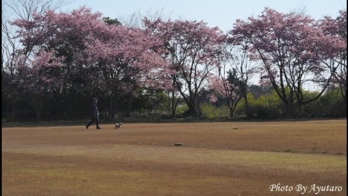 桜の下ワンちゃん喜ぶ散歩