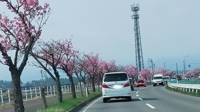 弘前公園の桜まつりへ