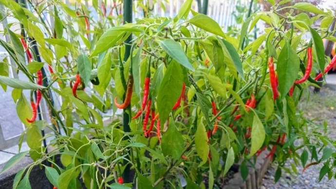 なぜ今、花が!?